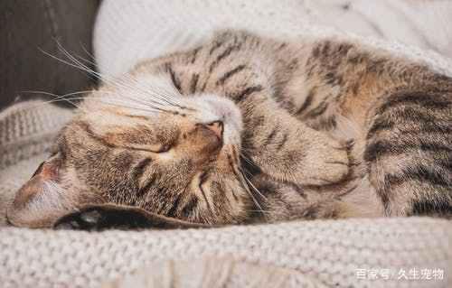 猫咪边吃东西边流眼泪,真的是被美食感动的吗?休闲区蓝鸢梦想 - Www.slyday.coM 猫咪边吃东西边流眼泪,真的是被美食感动的吗?休闲区蓝鸢梦想 - Www.slyday.coM