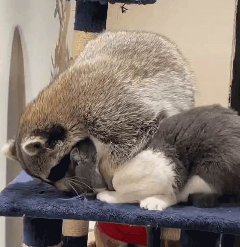 浣熊混入居民家中,偷吃猫粮还撸猫,动作娴熟吓坏原住民|浣熊|猫咪