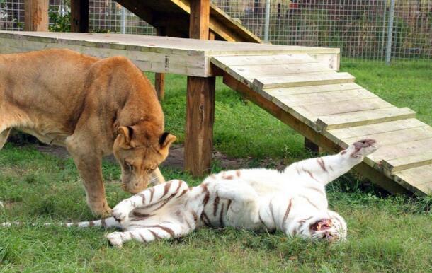 雄狮和白虎在一起时简直虐狗然而这是同一只雄狮么