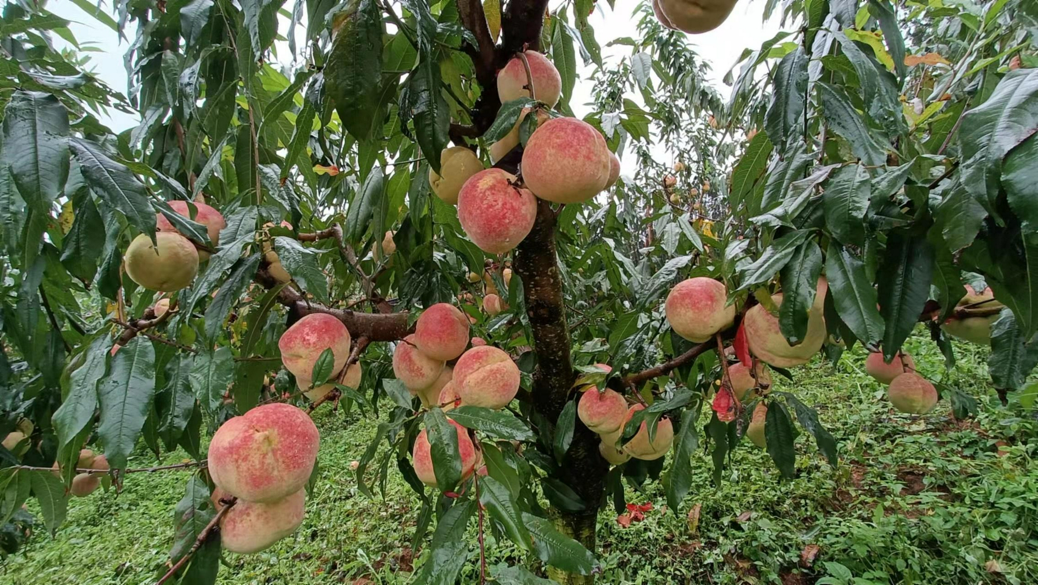 通海四寨冬桃熟了快来摘桃