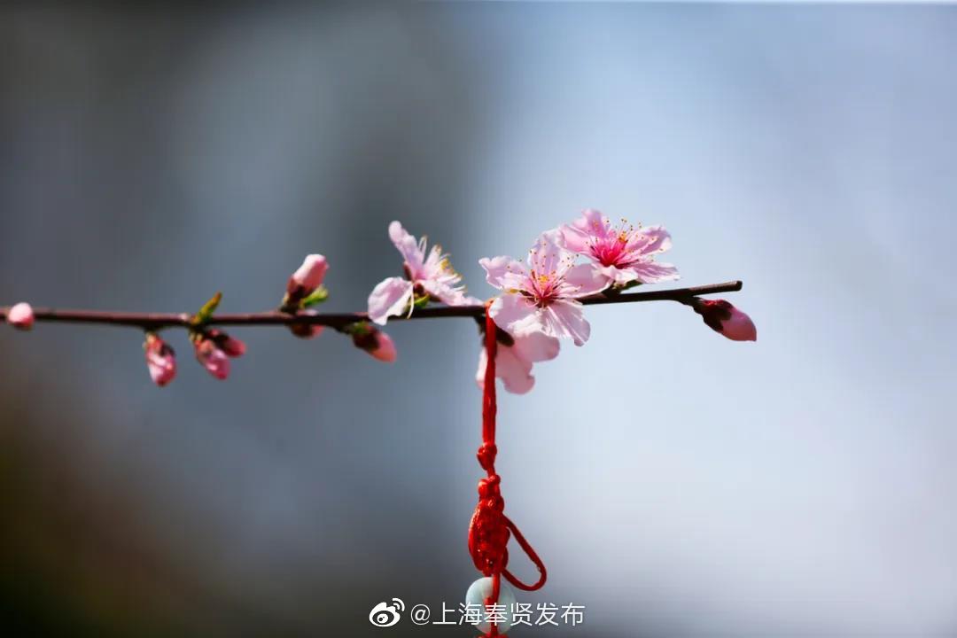 十里桃花，吴房村红啦