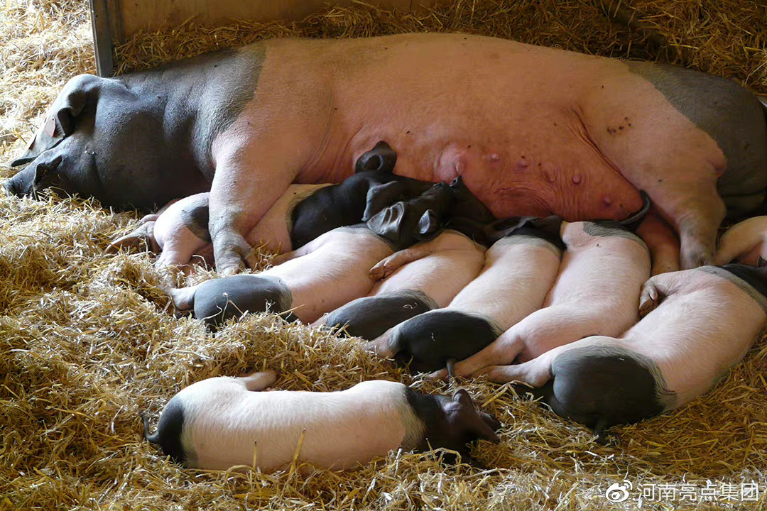猪体温正常就是不吃食？学会这招，一小时见效！你肯定不知道！休闲区蓝鸢梦想 - Www.slyday.coM
