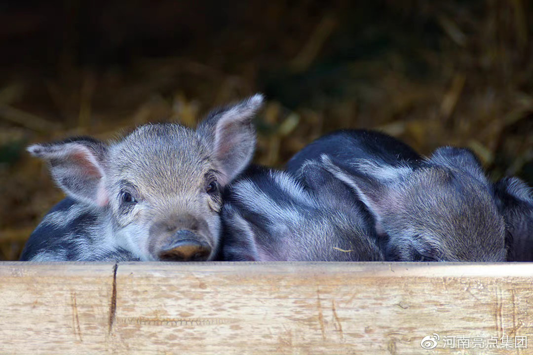 猪体温正常就是不吃食？学会这招，一小时见效！你肯定不知道！休闲区蓝鸢梦想 - Www.slyday.coM