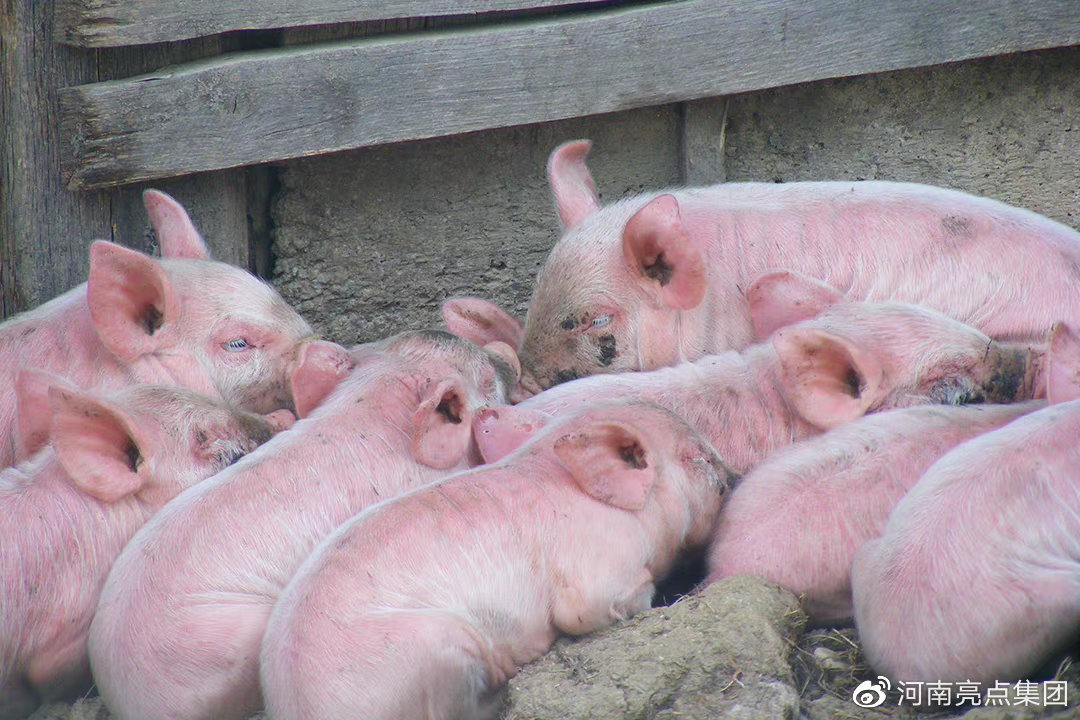 猪体温正常就是不吃食？学会这招，一小时见效！你肯定不知道！休闲区蓝鸢梦想 - Www.slyday.coM