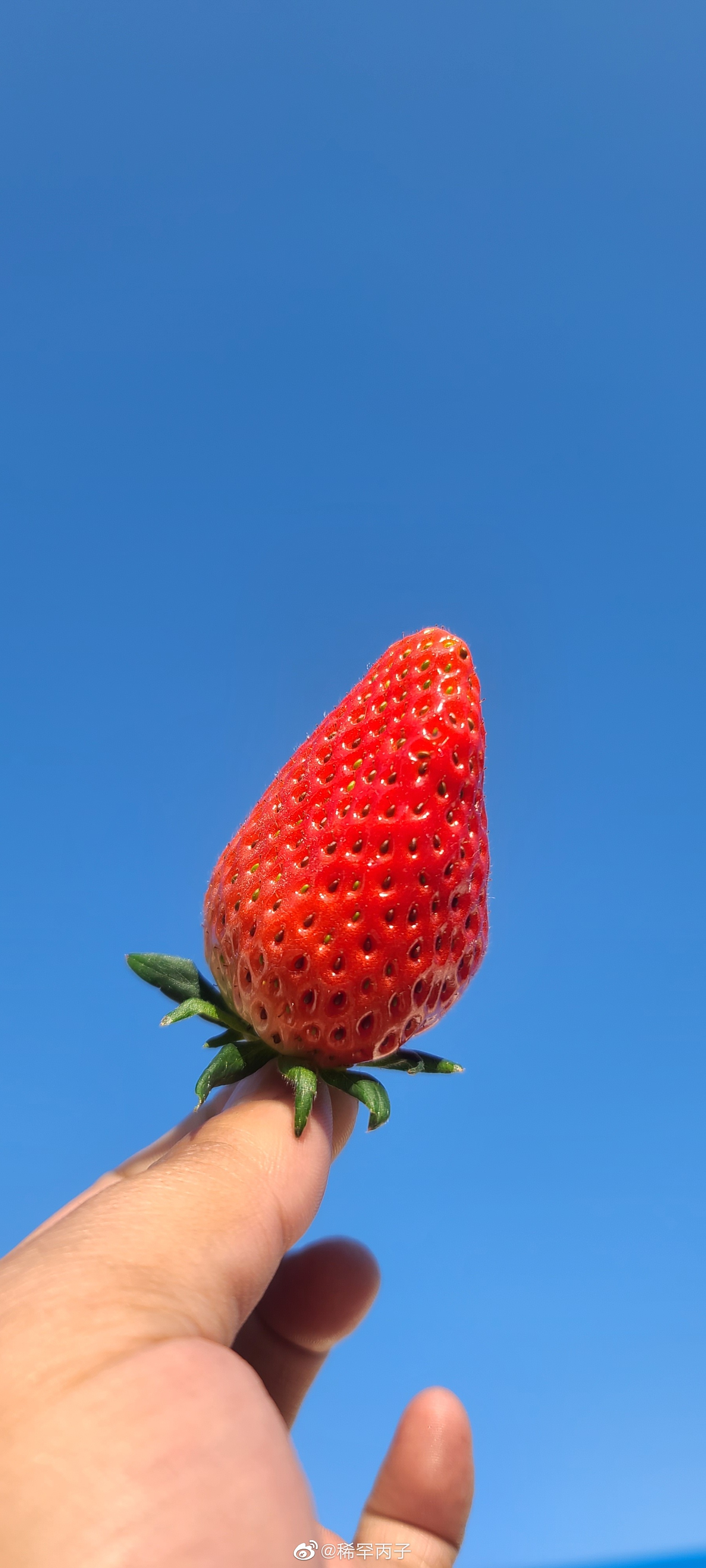 蓝天和草莓更配呀_高清图集_新浪网