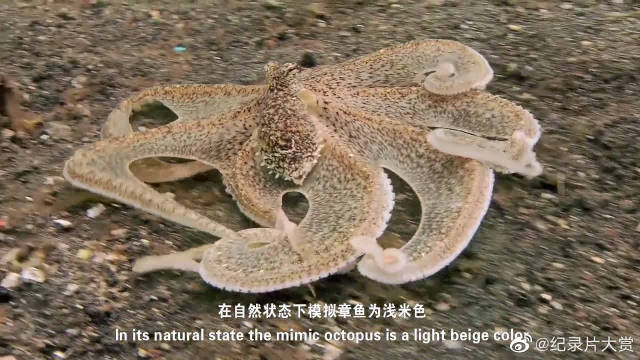 水中变色龙拟态章鱼,百变章鱼的超级模仿秀