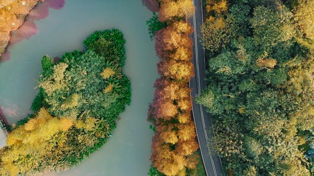 两江新区冬日“秋色”浓 再不来打卡就晚啦休闲区蓝鸢梦想 - Www.slyday.coM