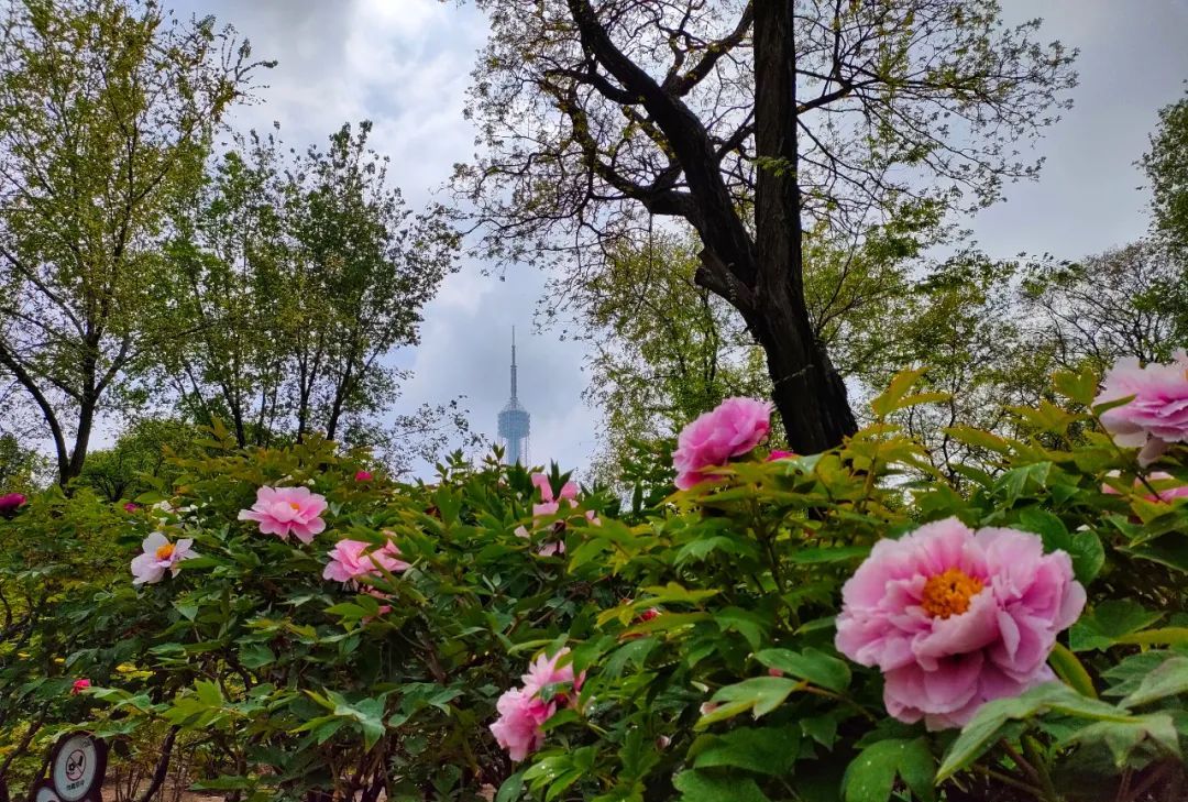 大连劳动公园牡丹进入盛花期吸引了很多游客打卡