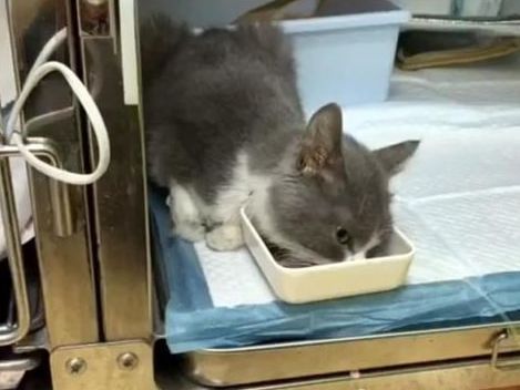 猫咪患猫传腹被遗弃,主人竟在外地旅游,多亏了这群好心人!休闲区蓝鸢梦想 - Www.slyday.coM 猫咪患猫传腹被遗弃,主人竟在外地旅游,多亏了这群好心人!休闲区蓝鸢梦想 - Www.slyday.coM