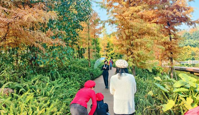 两江新区冬日“秋色”浓 再不来打卡就晚啦休闲区蓝鸢梦想 - Www.slyday.coM