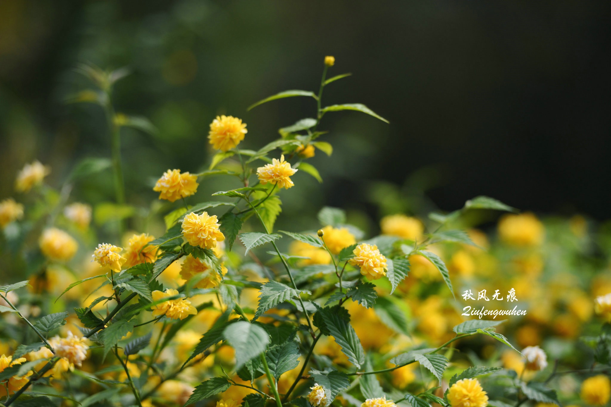 四月木香花与红枫扮靓春末西安公园的风景