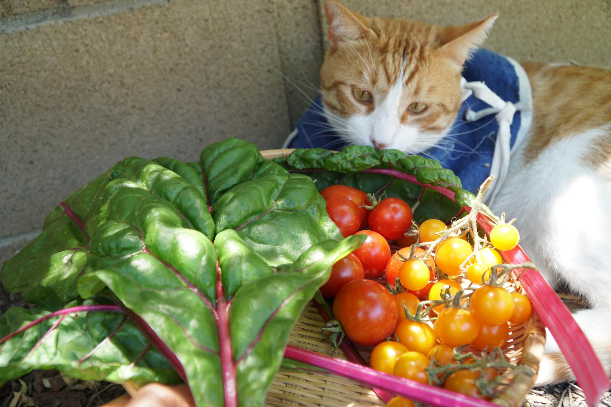 花里胡哨的牛皮菜(swiss chard)真是皮实好养的懒人菜