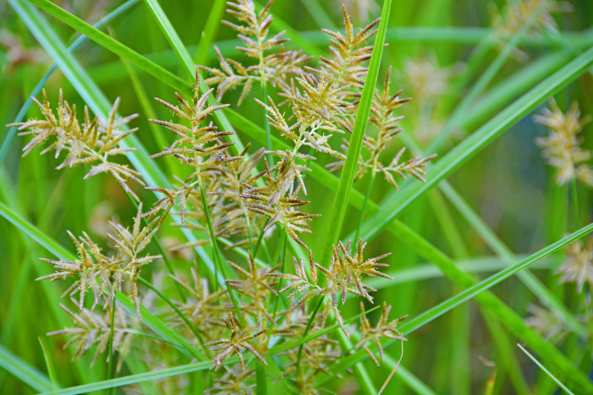 水莎草也叫香附子原创拍摄
