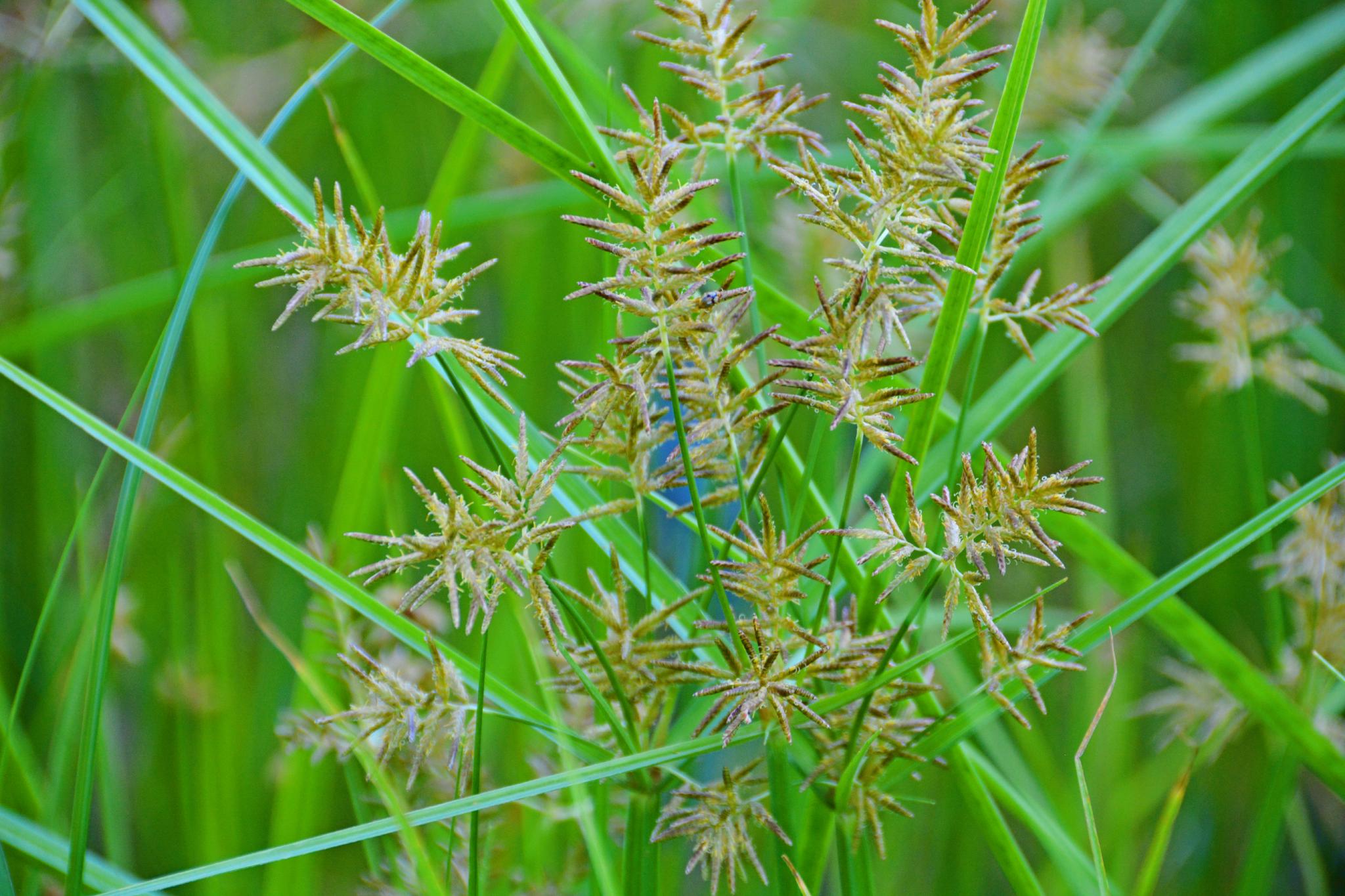水莎草也叫香附子原创拍摄
