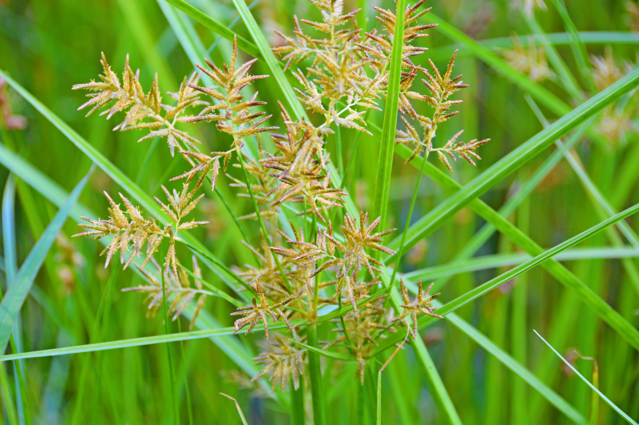 水莎草也叫香附子原创拍摄