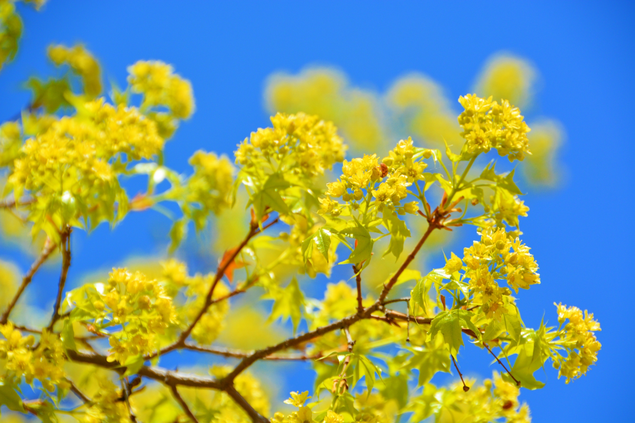 金色五角枫树花,原创拍摄_高清图集_新浪网