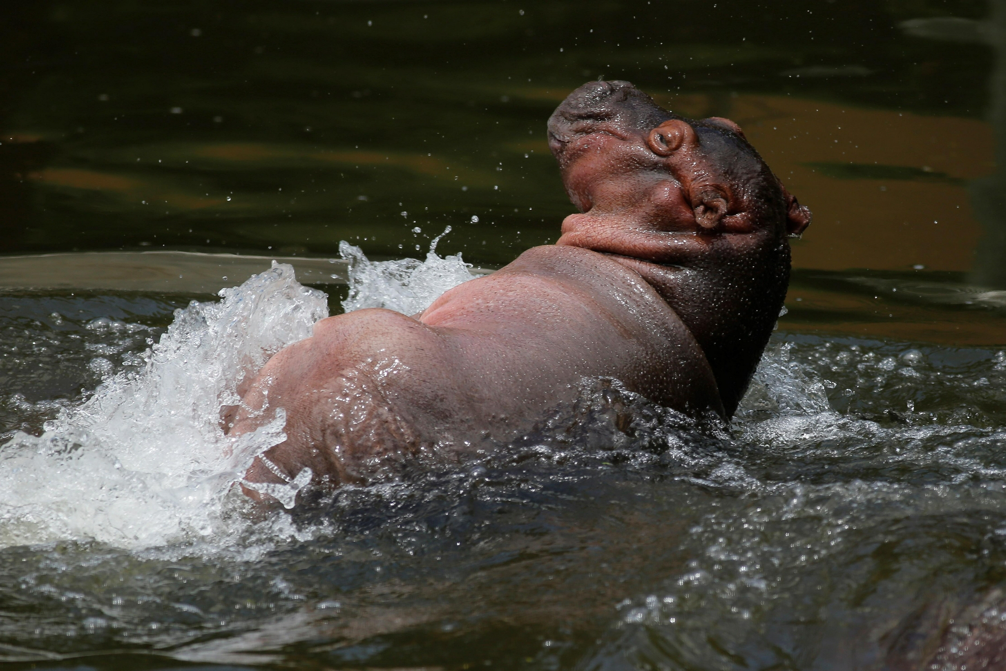 外代二线小河马宝宝