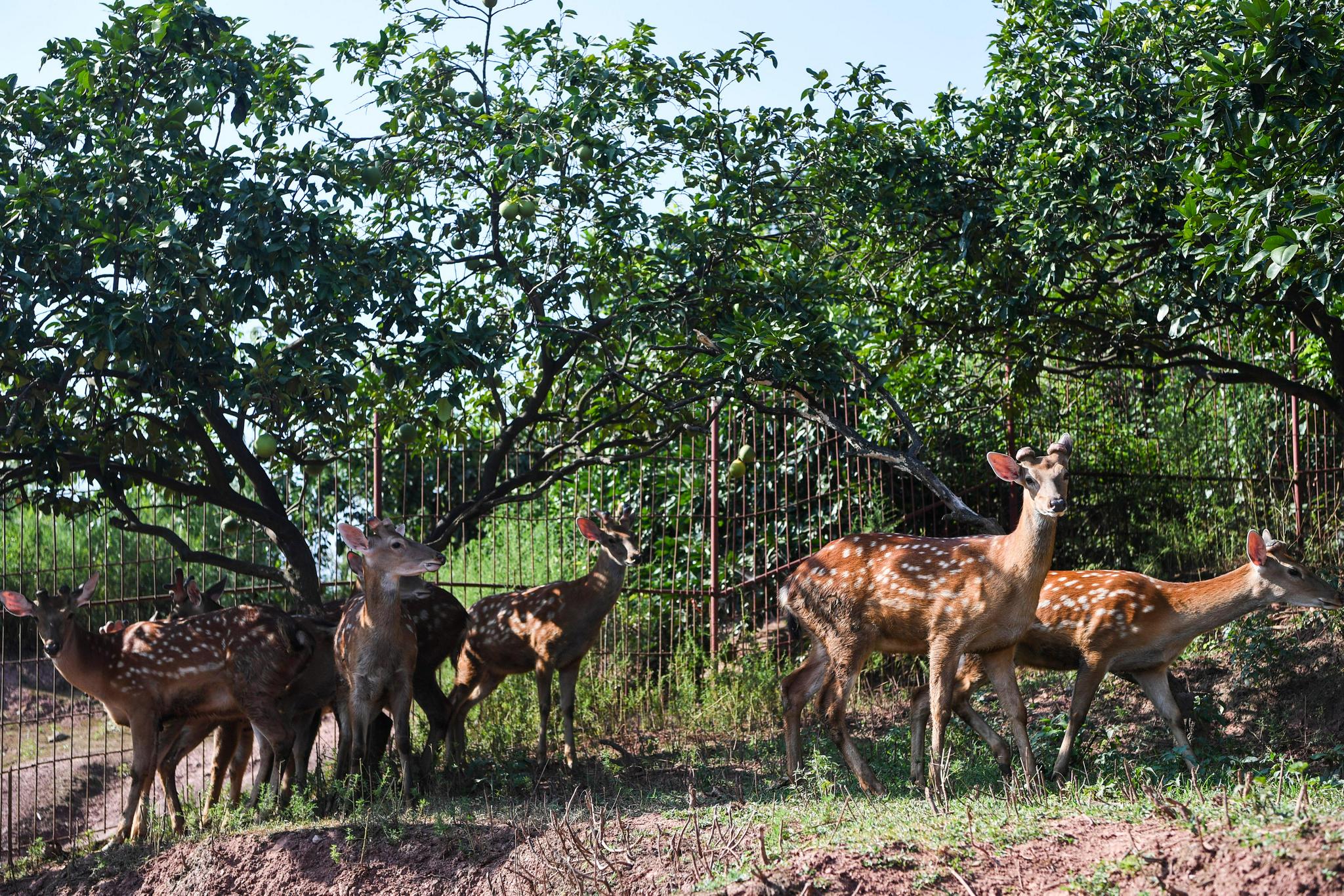(社会)夫妻创业养出致富"鹿"