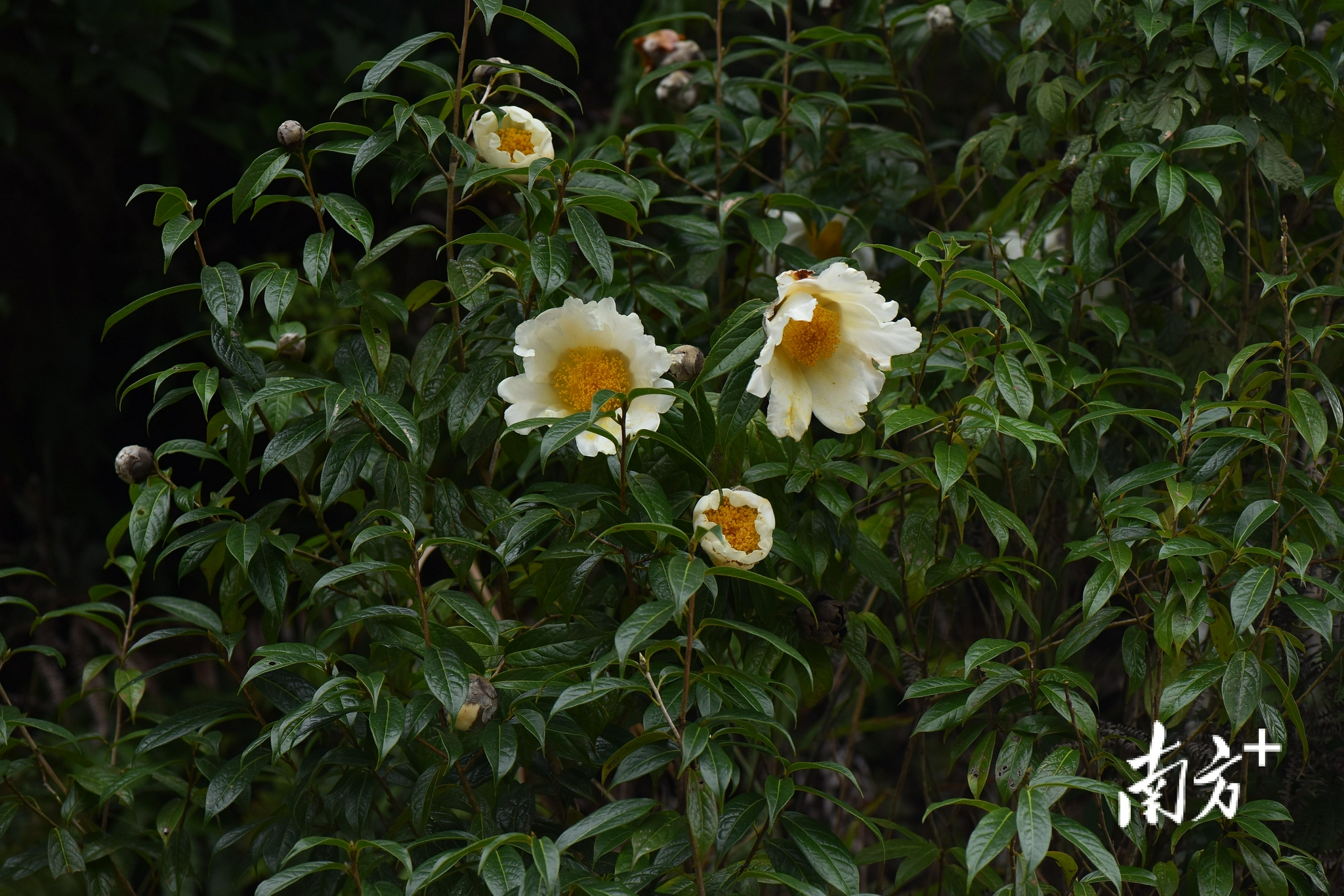 上千株大苞山茶在紫金白溪省级自然保护区盛放,堪称植物界的"大熊猫"
