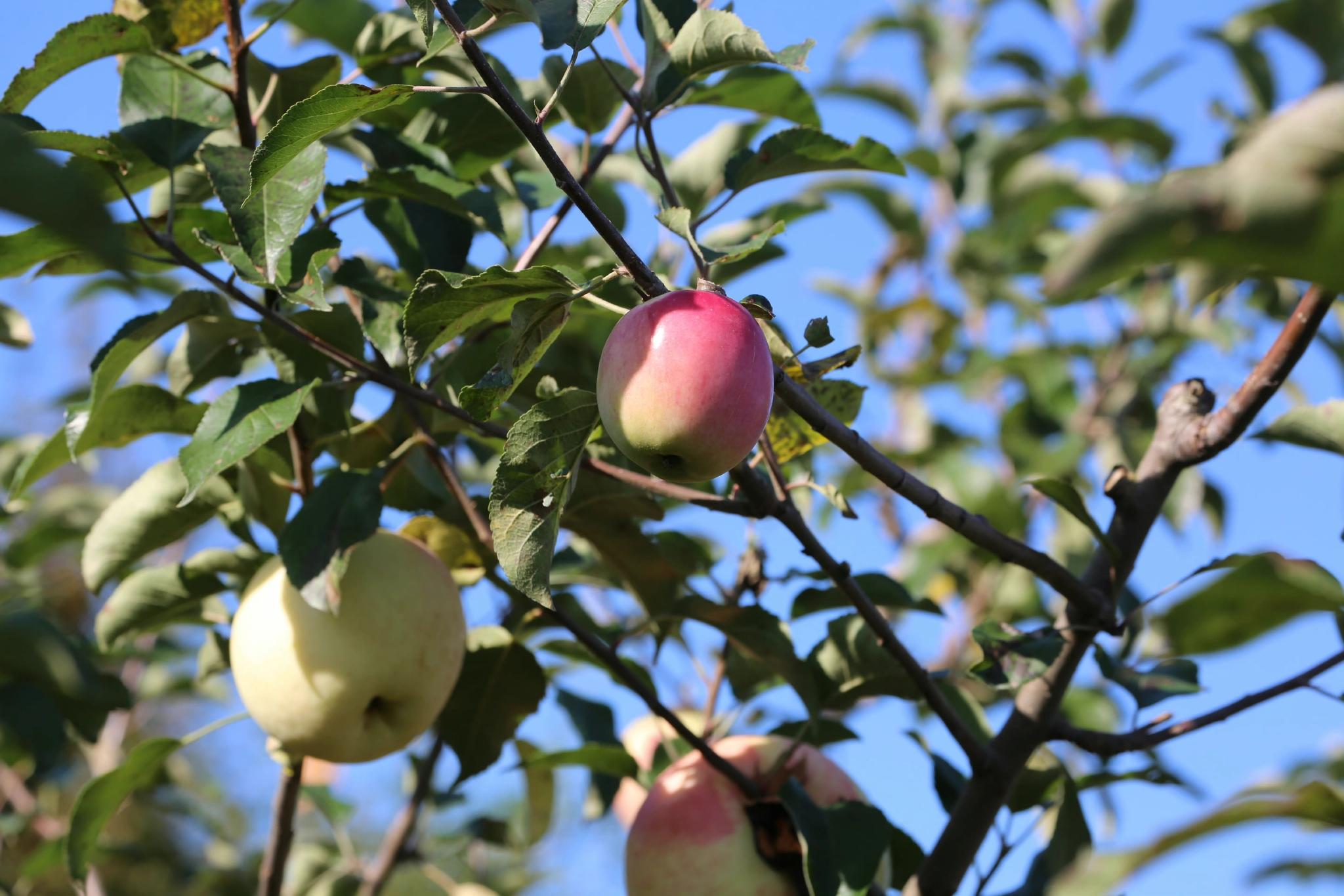 凤城大梨树村满山的苹果树询问果农大叔说已经摘了一批