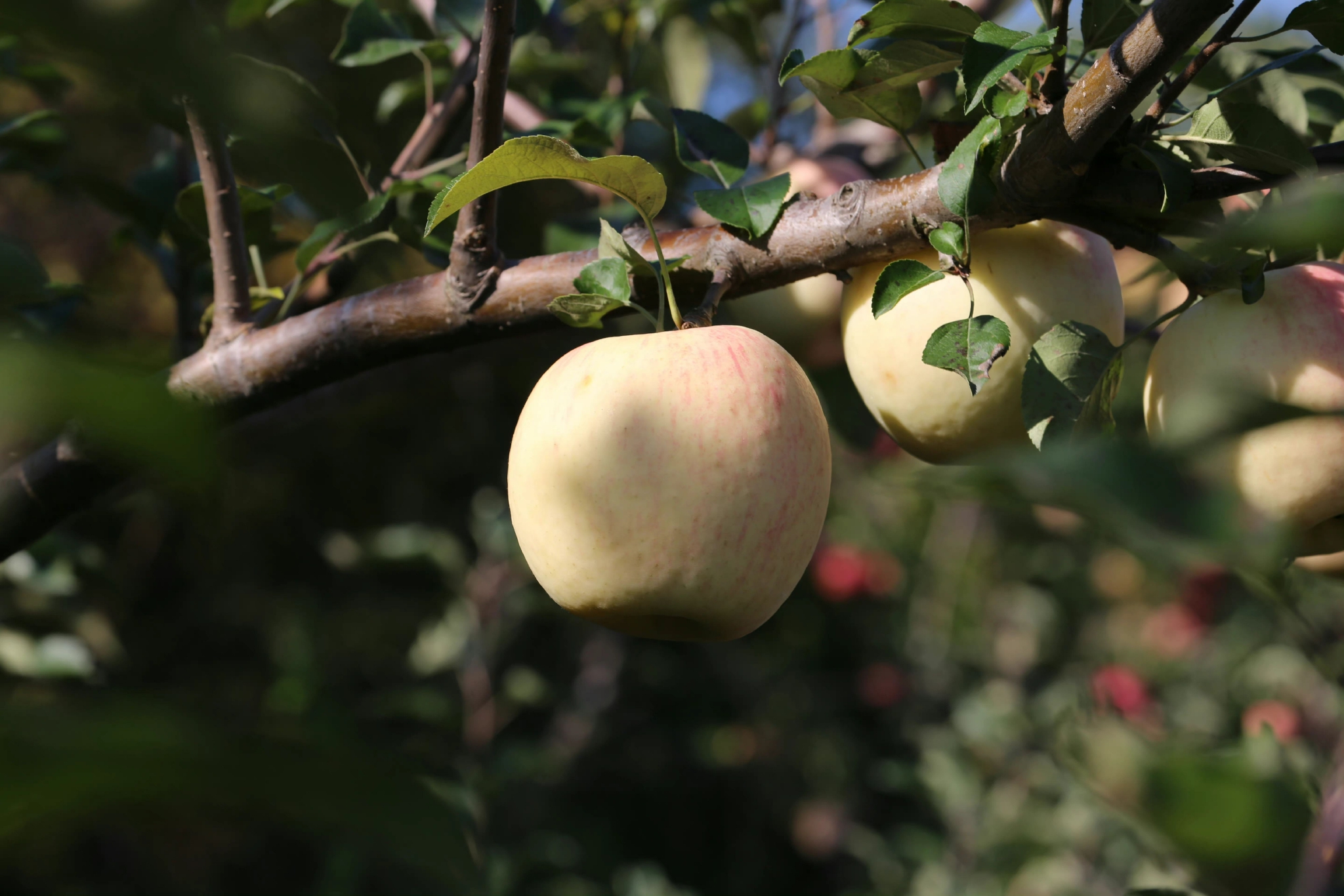 凤城大梨树村 满山的苹果树 询问果农大叔,说已经摘了一批……__财经