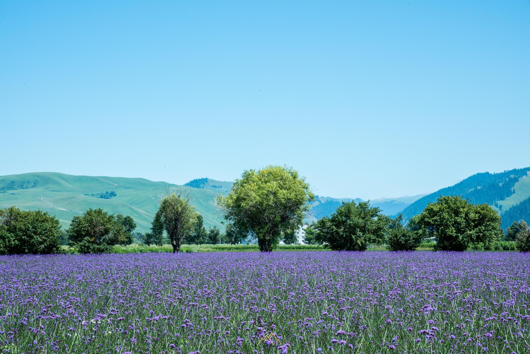 6月的新疆伊犁,仿佛置身于一片花海