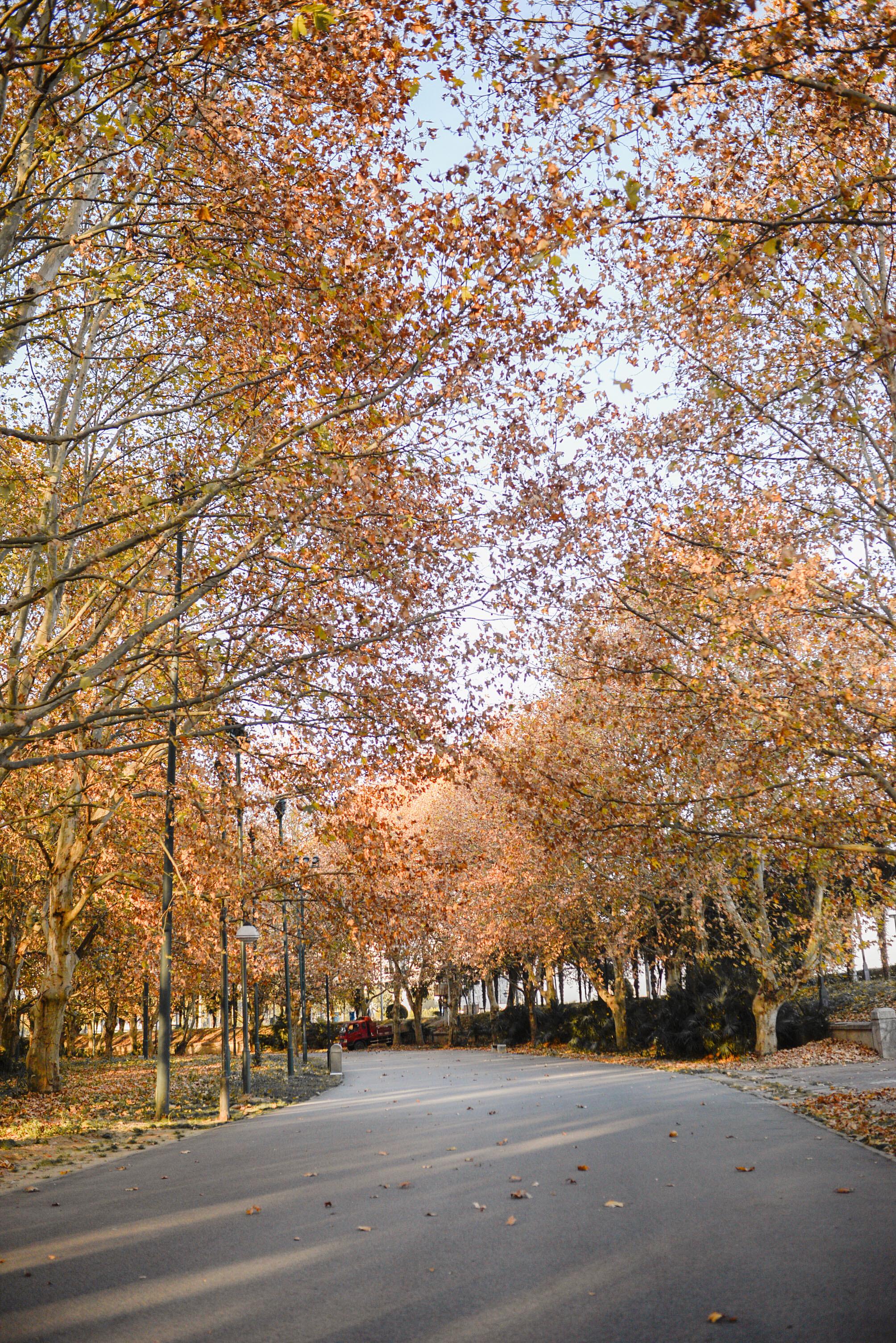 找到了武汉最美的梧桐大道