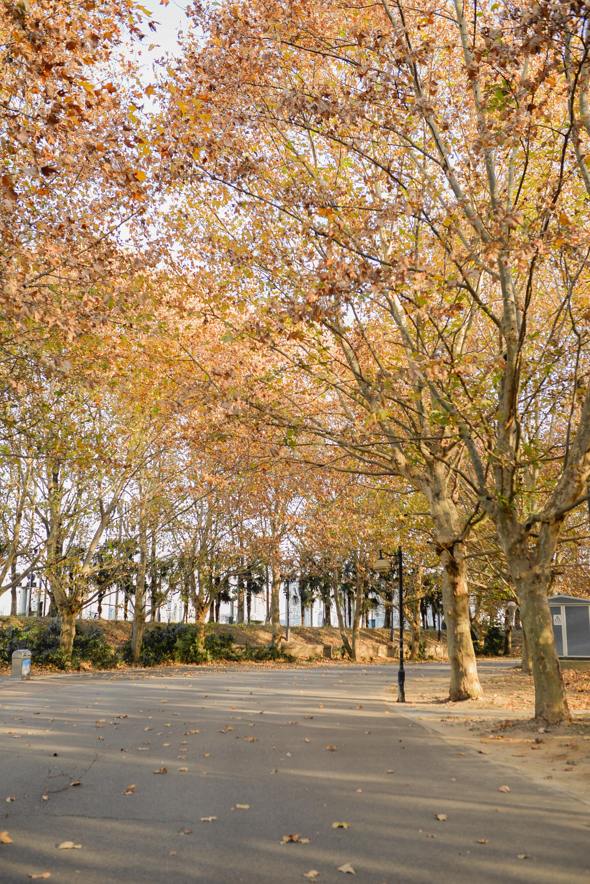 找到了武汉最美的梧桐大道