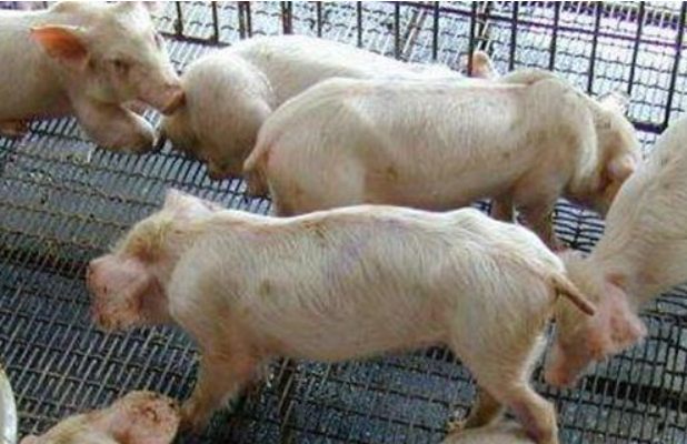 僵猪的产生原因及防治方法养猪场出现僵猪怎么治疗最好