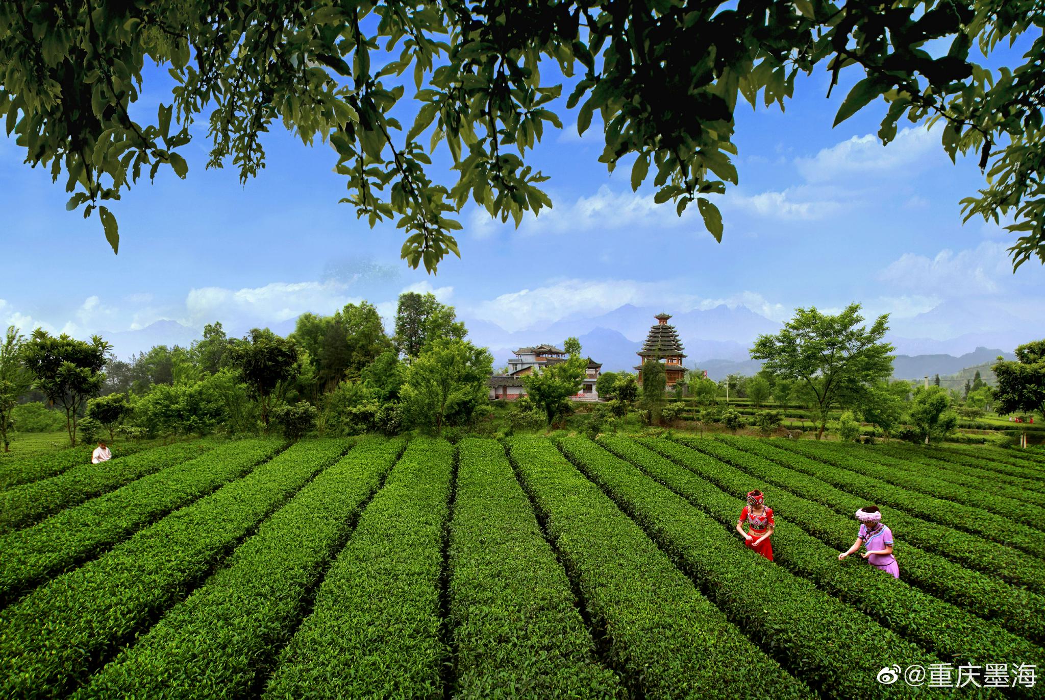 中国名茶|传统十大名茶之西湖龙井 - 知乎
