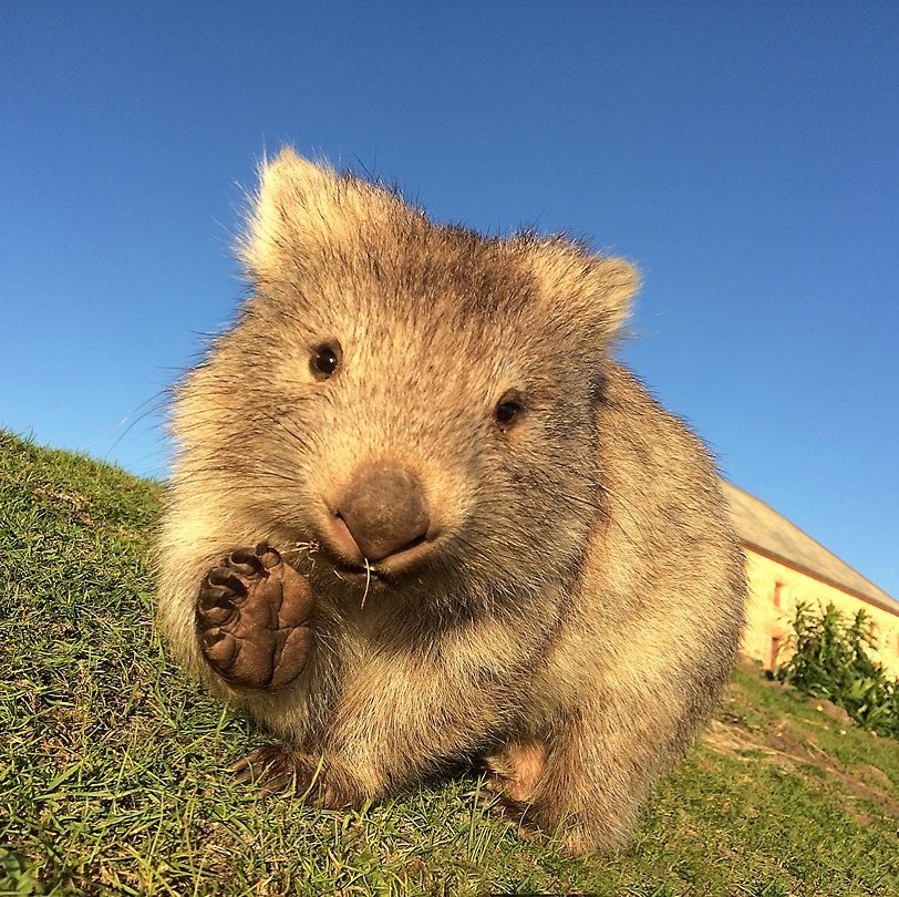 最近有点萌袋熊,查了一下发现最神奇的是这家伙的便便居然是方块的
