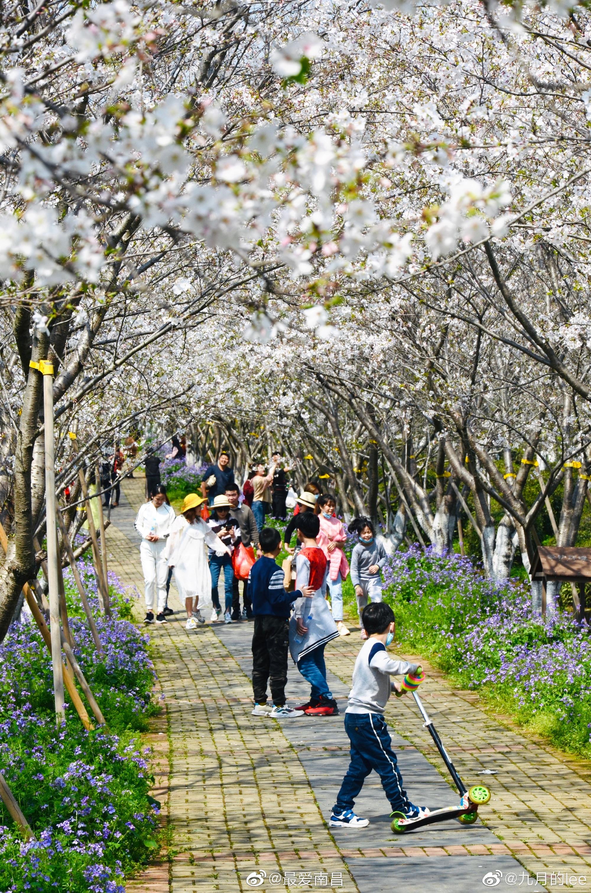 不负好时光!南昌凤凰沟樱花正当时