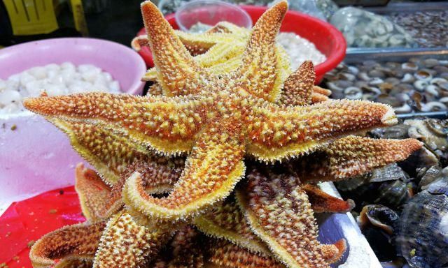 青岛胶州湾海星泛滥成灾养殖户日捕上万斤网友我们一起吃光