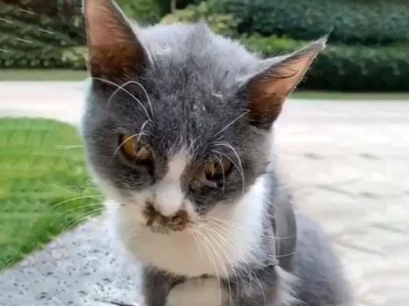 猫咪患猫传腹被遗弃,主人竟在外地旅游,多亏了这群好心人!休闲区蓝鸢梦想 - Www.slyday.coM 猫咪患猫传腹被遗弃,主人竟在外地旅游,多亏了这群好心人!休闲区蓝鸢梦想 - Www.slyday.coM