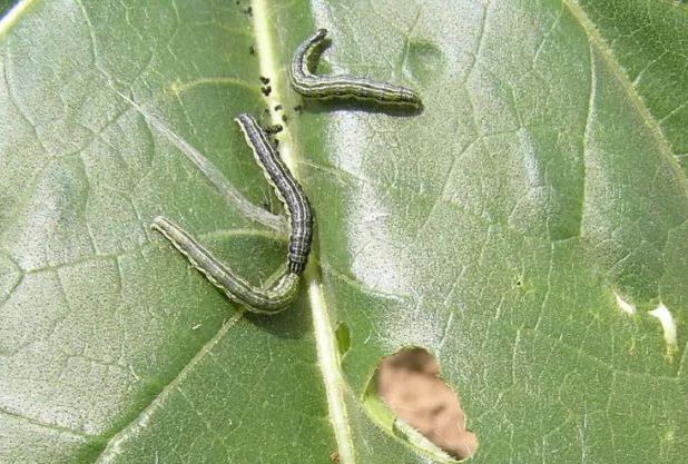 草地螟是一种多食性昆虫,农作物,蔬菜,牧草等都吃.