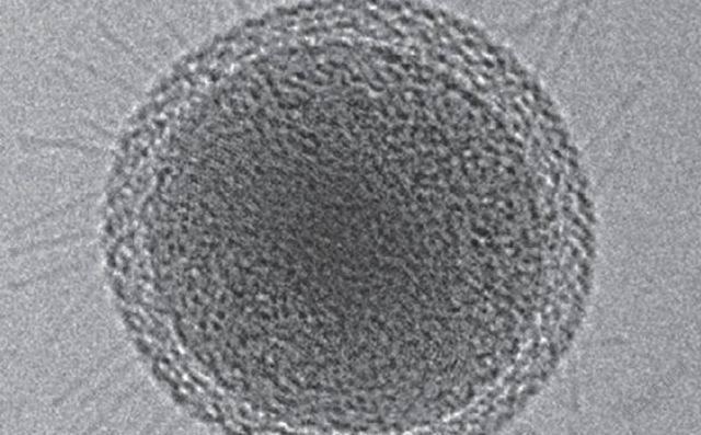 世界上最小的细菌体