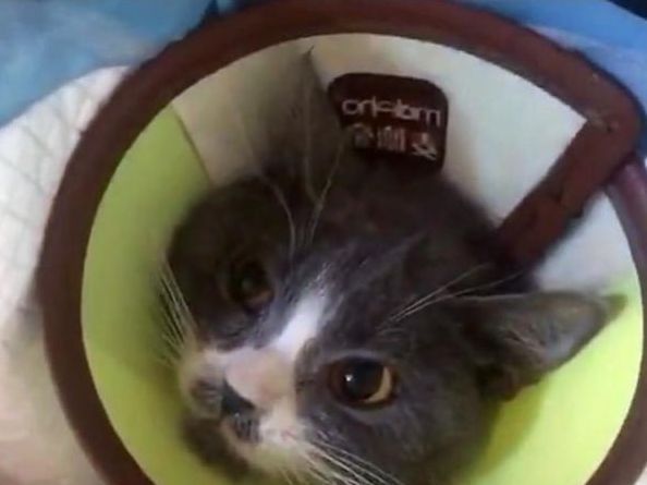 猫咪患猫传腹被遗弃,主人竟在外地旅游,多亏了这群好心人!休闲区蓝鸢梦想 - Www.slyday.coM 猫咪患猫传腹被遗弃,主人竟在外地旅游,多亏了这群好心人!休闲区蓝鸢梦想 - Www.slyday.coM