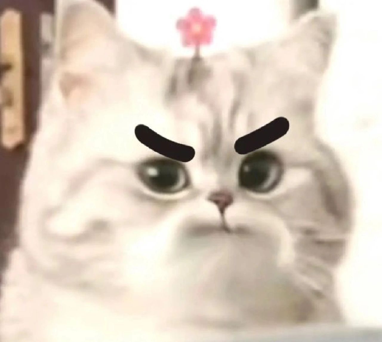 小花猫表情包合集