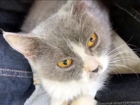 猫咪患猫传腹被遗弃,主人竟在外地旅游,多亏了这群好心人!休闲区蓝鸢梦想 - Www.slyday.coM 猫咪患猫传腹被遗弃,主人竟在外地旅游,多亏了这群好心人!休闲区蓝鸢梦想 - Www.slyday.coM