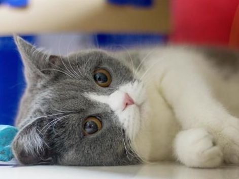 猫咪患猫传腹被遗弃,主人竟在外地旅游,多亏了这群好心人!休闲区蓝鸢梦想 - Www.slyday.coM 猫咪患猫传腹被遗弃,主人竟在外地旅游,多亏了这群好心人!休闲区蓝鸢梦想 - Www.slyday.coM