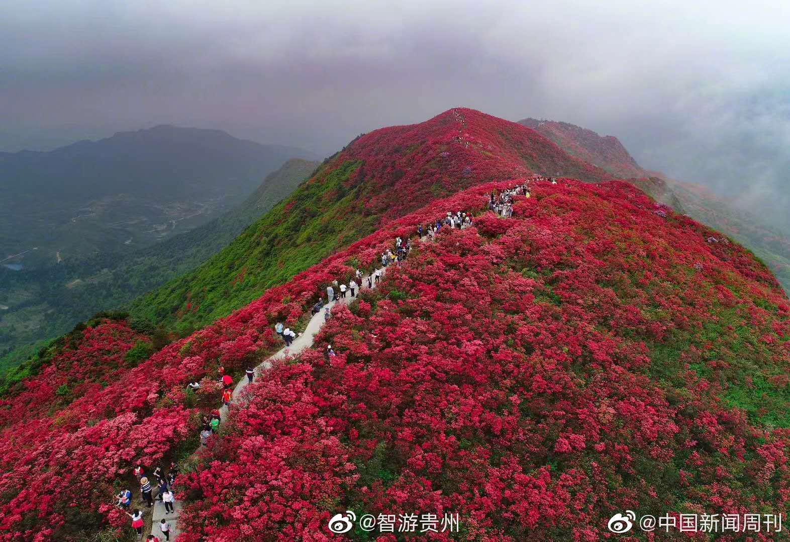 贵州万亩杜鹃花海在云端,美出天际刷爆朋友圈
