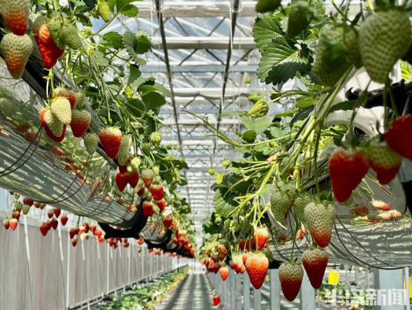 空中草莓惹人爱休闲采摘新体验