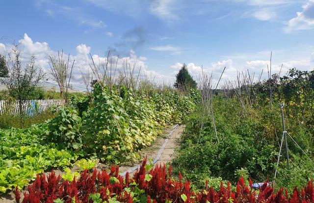 奋斗村:小菜园变身"增收园"|乡村旅游|村民|关美玲_新浪新闻