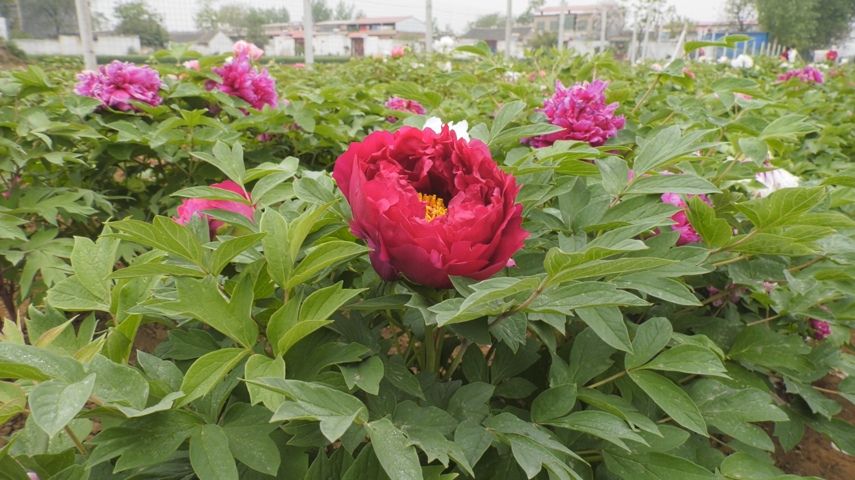郏县牡丹绽放致富新花样