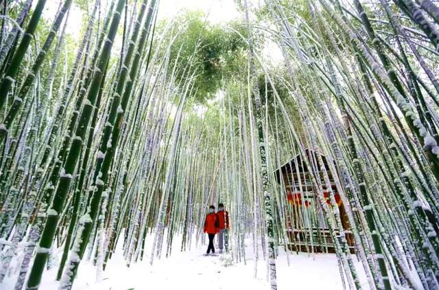门票仅5折!白雪、竹林、冰瀑……这处北国江南切莫辜负!|白雪|冰瀑|竹林_新浪新闻