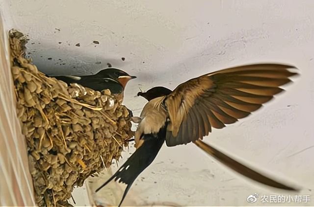 燕子来家里筑巢是好事还是坏事为何燕子喜欢在屋檐下筑巢
