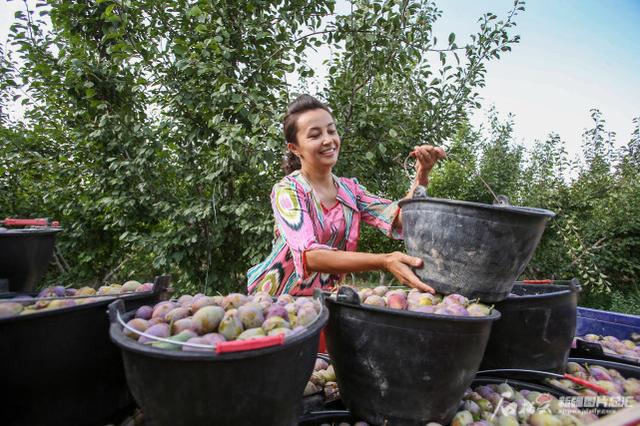 8月18日,阿图什市阿扎克乡铁提尔村村民在采摘新梅.通讯员 翟汝增摄