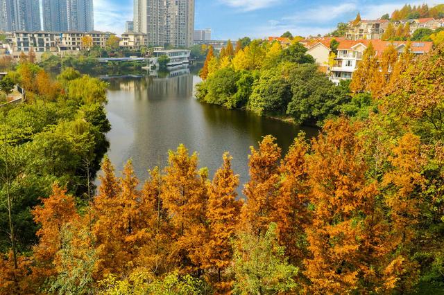 两江新区冬日“秋色”浓 再不来打卡就晚啦休闲区蓝鸢梦想 - Www.slyday.coM