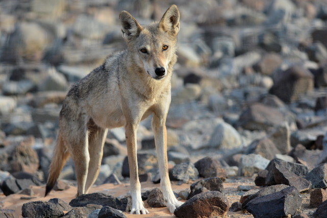 人和狼战斗，谁更有胜算？如果手里有棍棒，结局一样吗？休闲区蓝鸢梦想 - Www.slyday.coM
