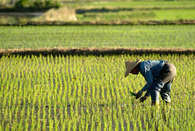 这地的农民要注意喽:种植以下12种农作物,每亩补贴230元